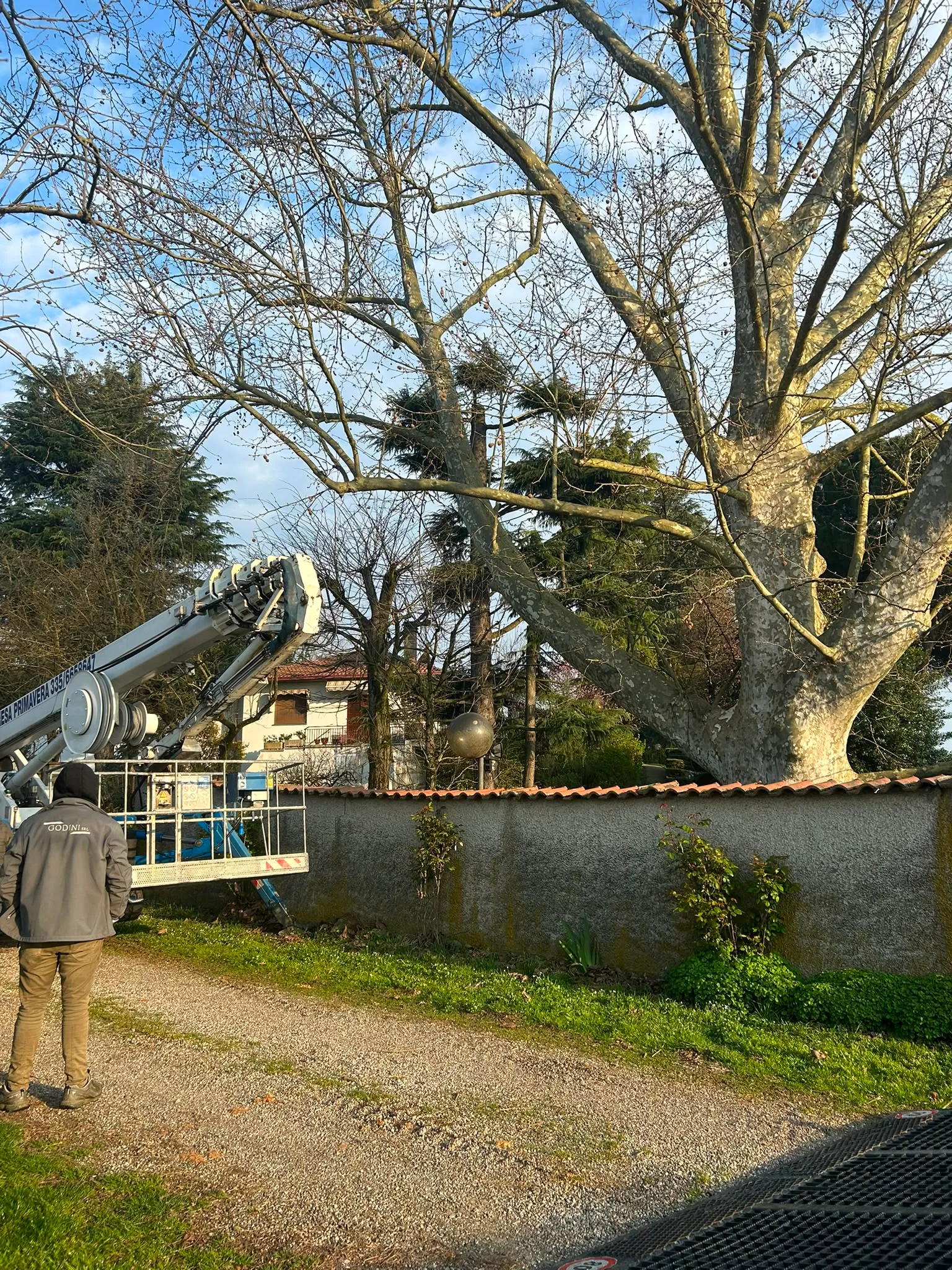 Potatura di un grande albero con autogru in contesto residenziale