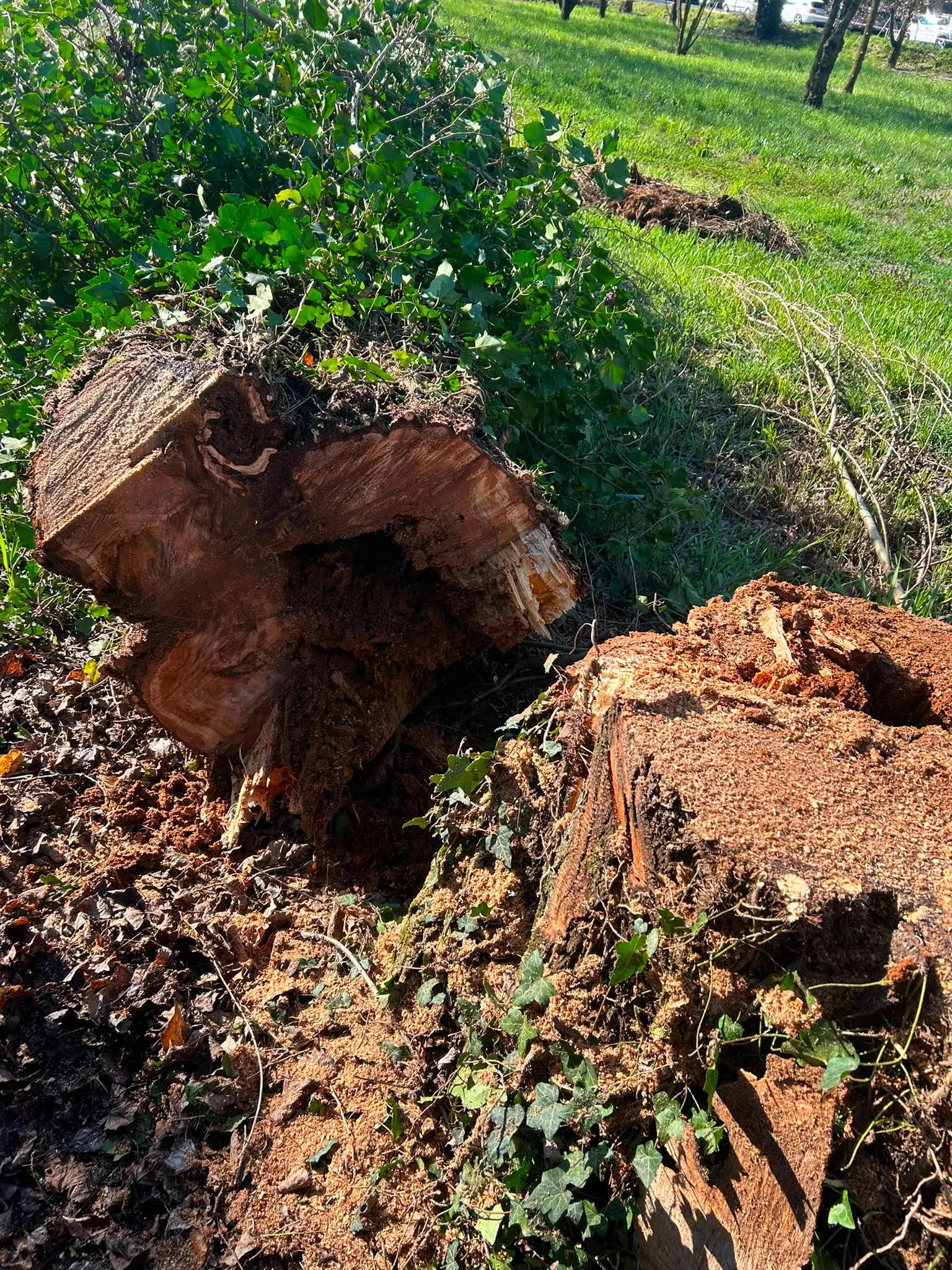 Ceppaia di albero rimasta dopo l'abbattimento
