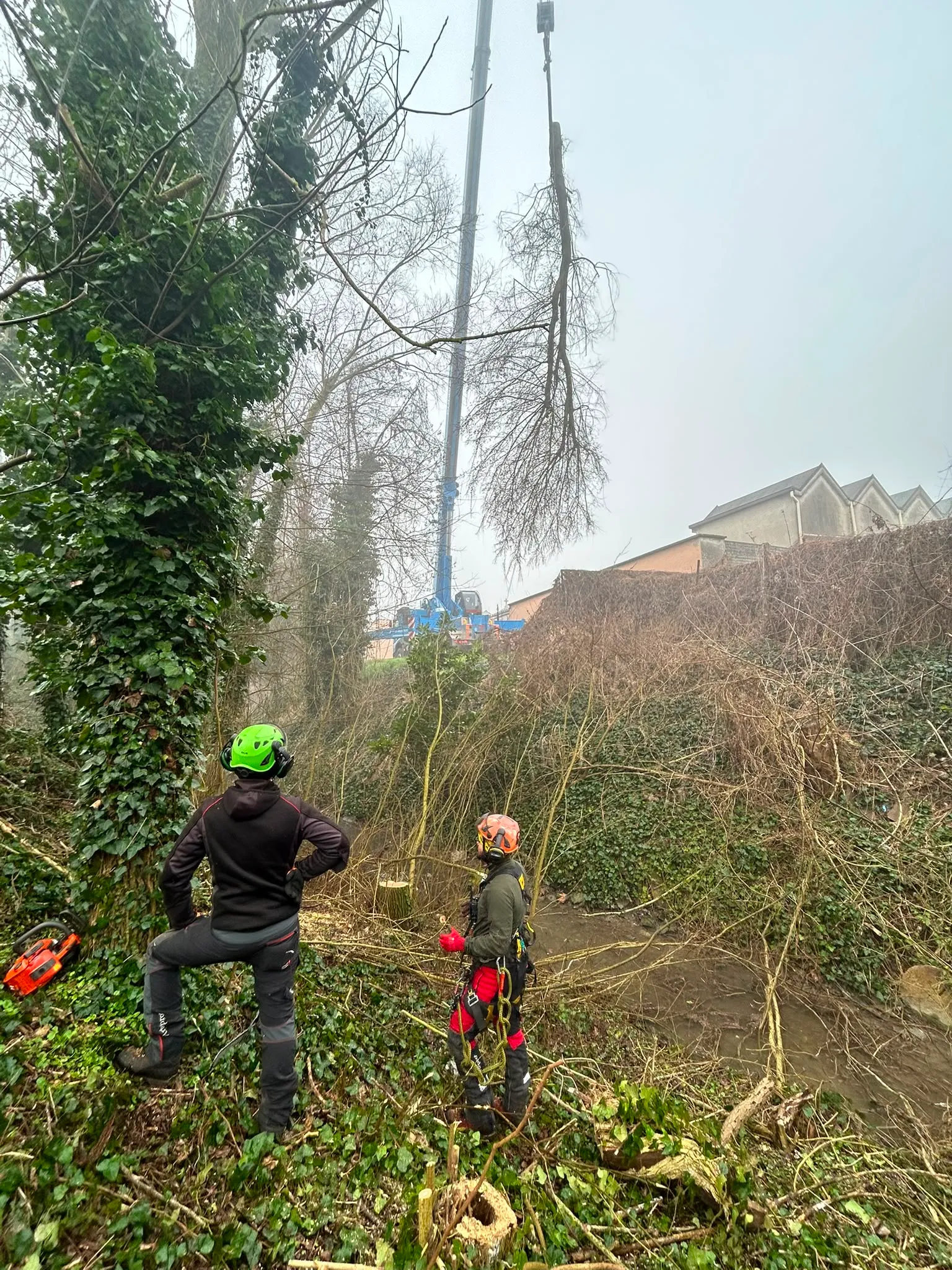 Operatori in tree climbing durante un intervento su albero in area verde