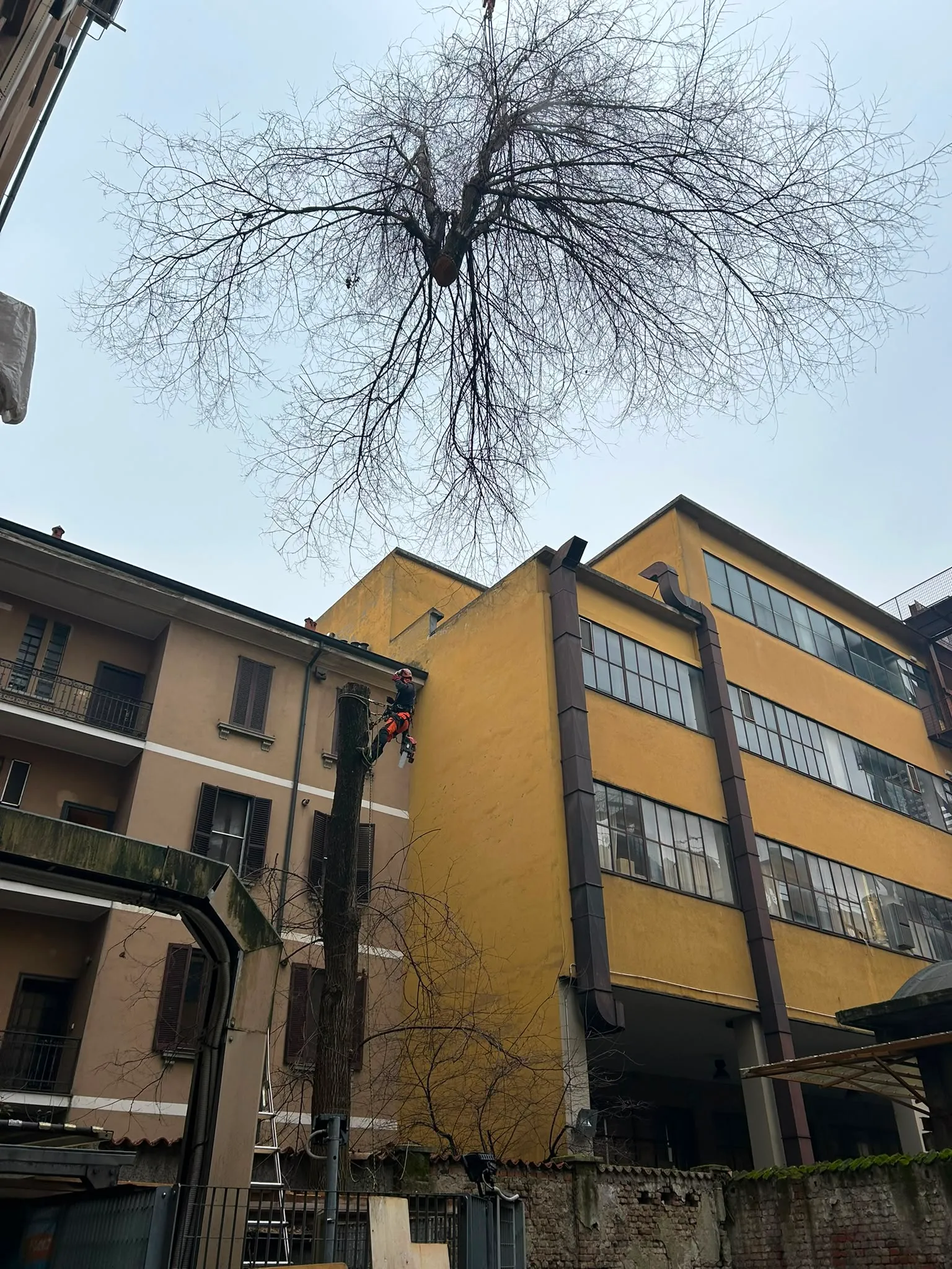 Potatura in tree climbing su un grande albero accanto a un edificio residenziale