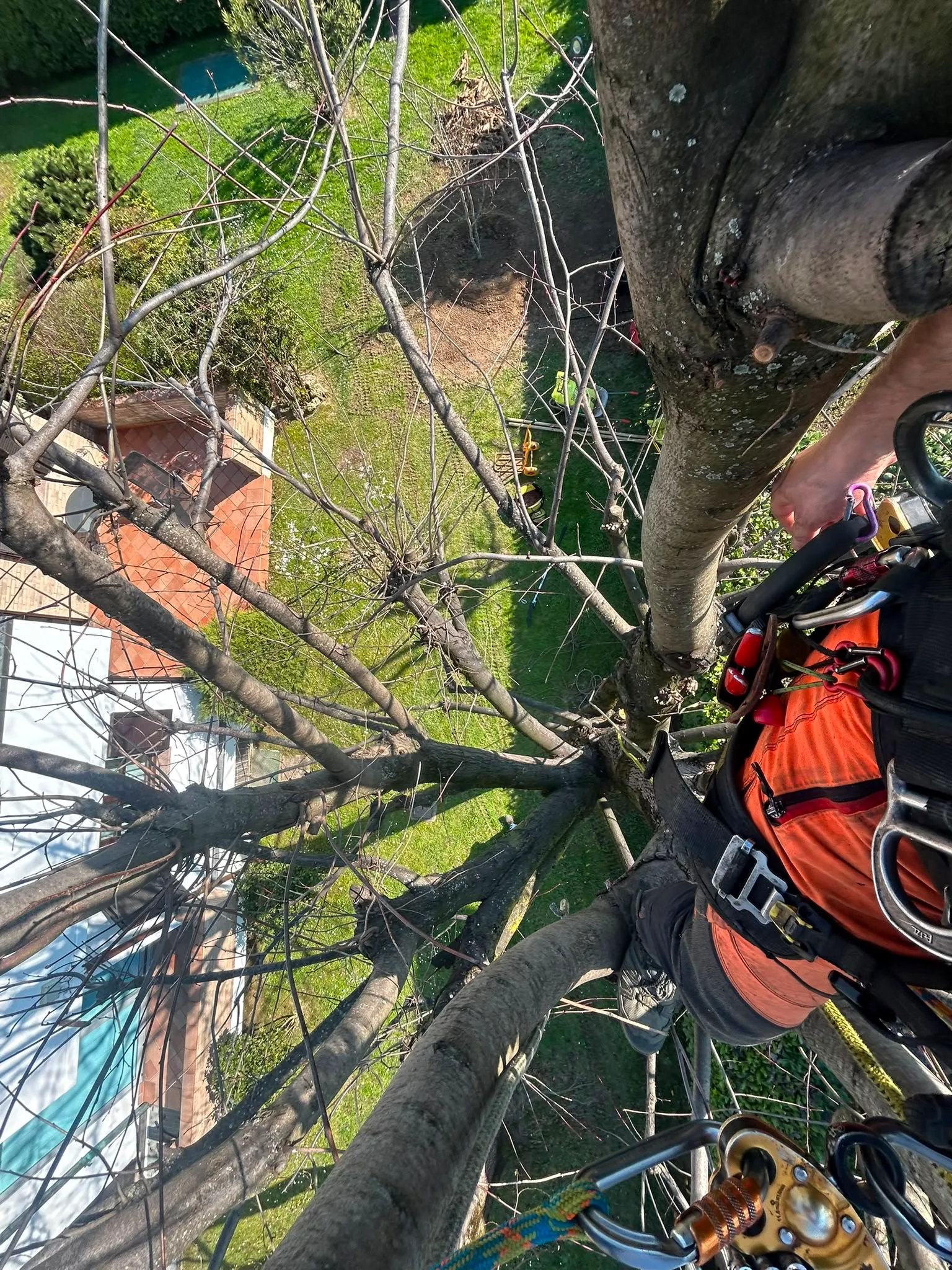 Arborista su corda che pota rami in quota con motosega