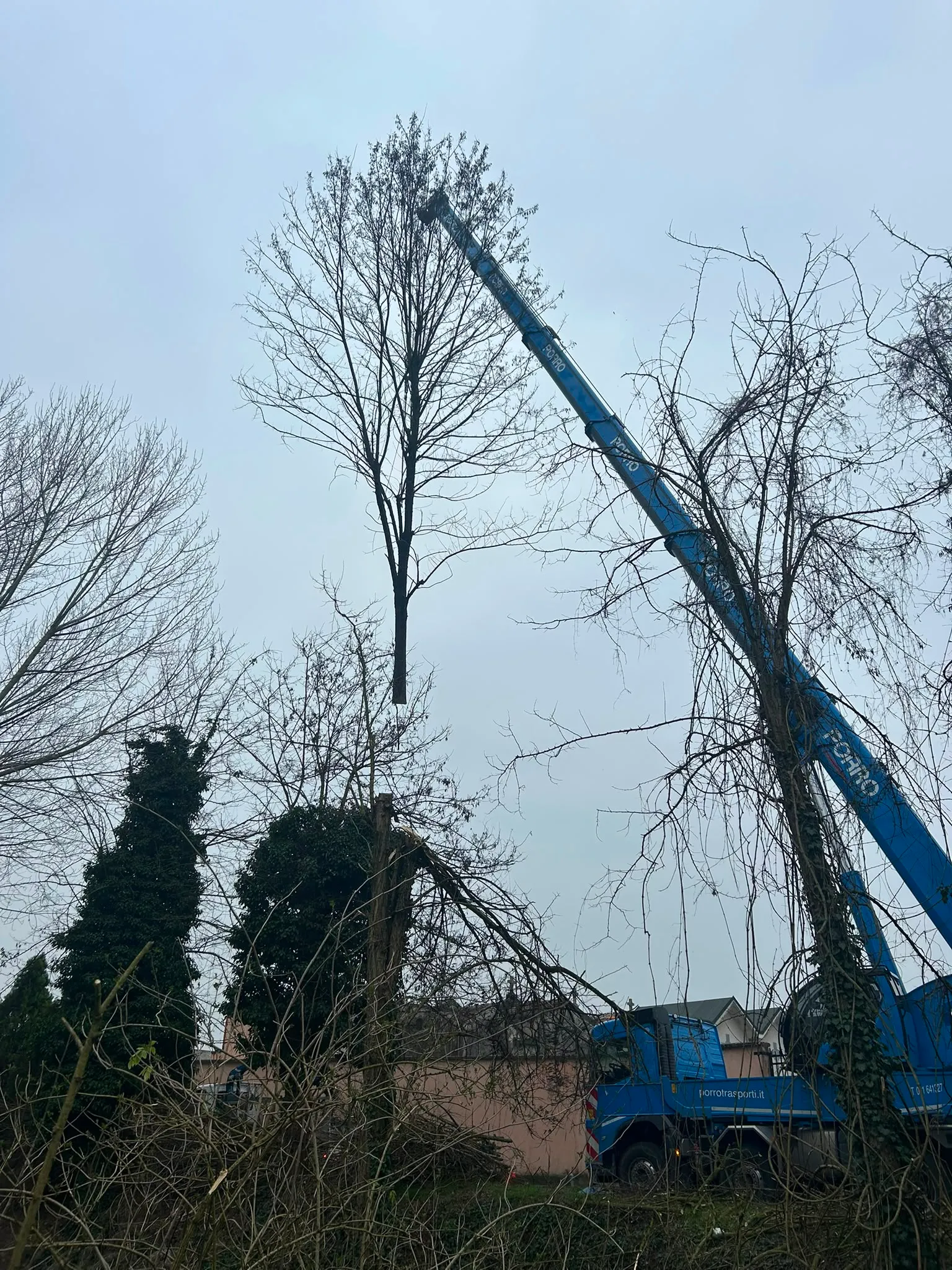 Taglio di un albero con gru e funi di sicurezza