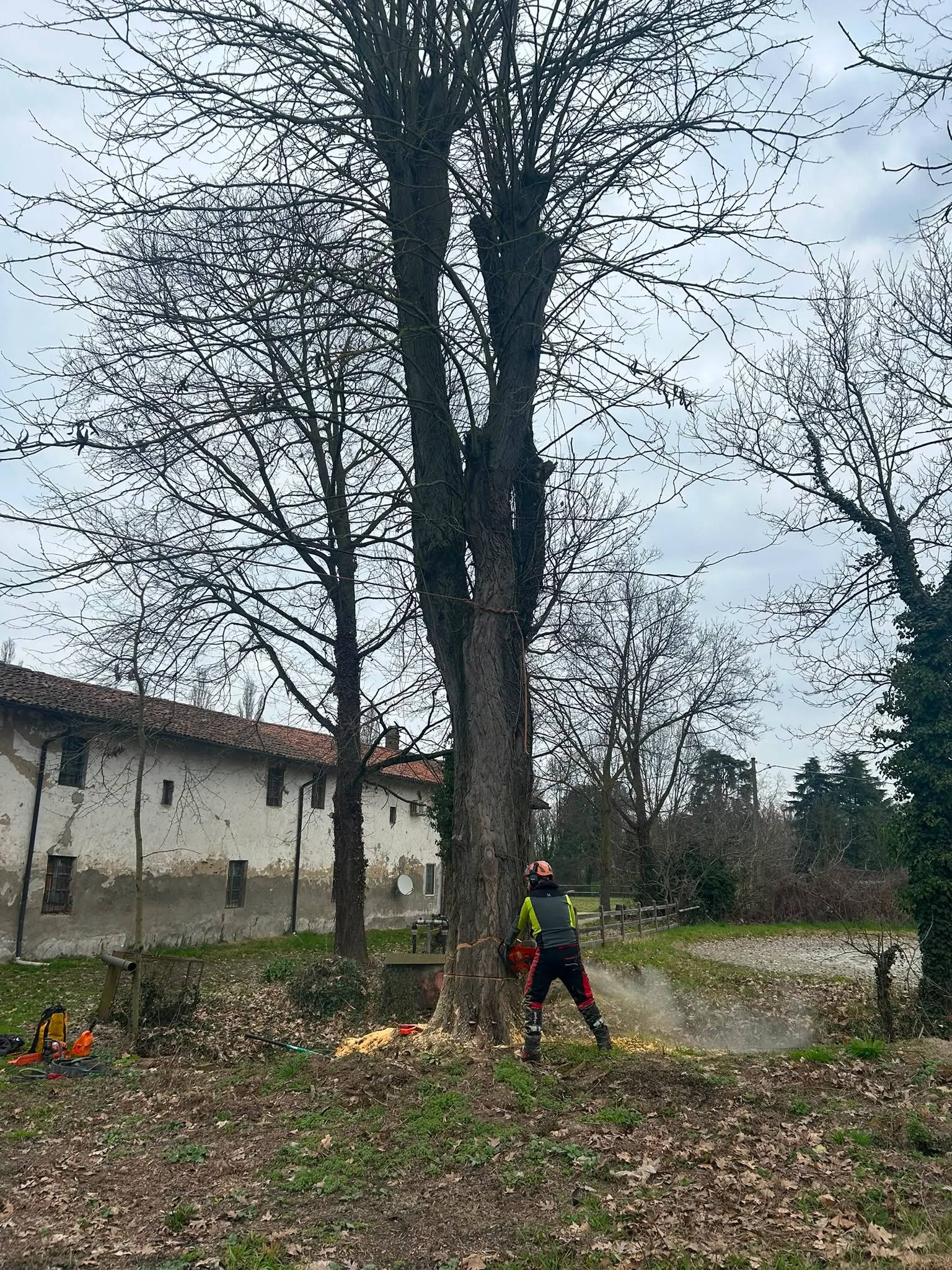 Taglio controllato di un albero in giardino