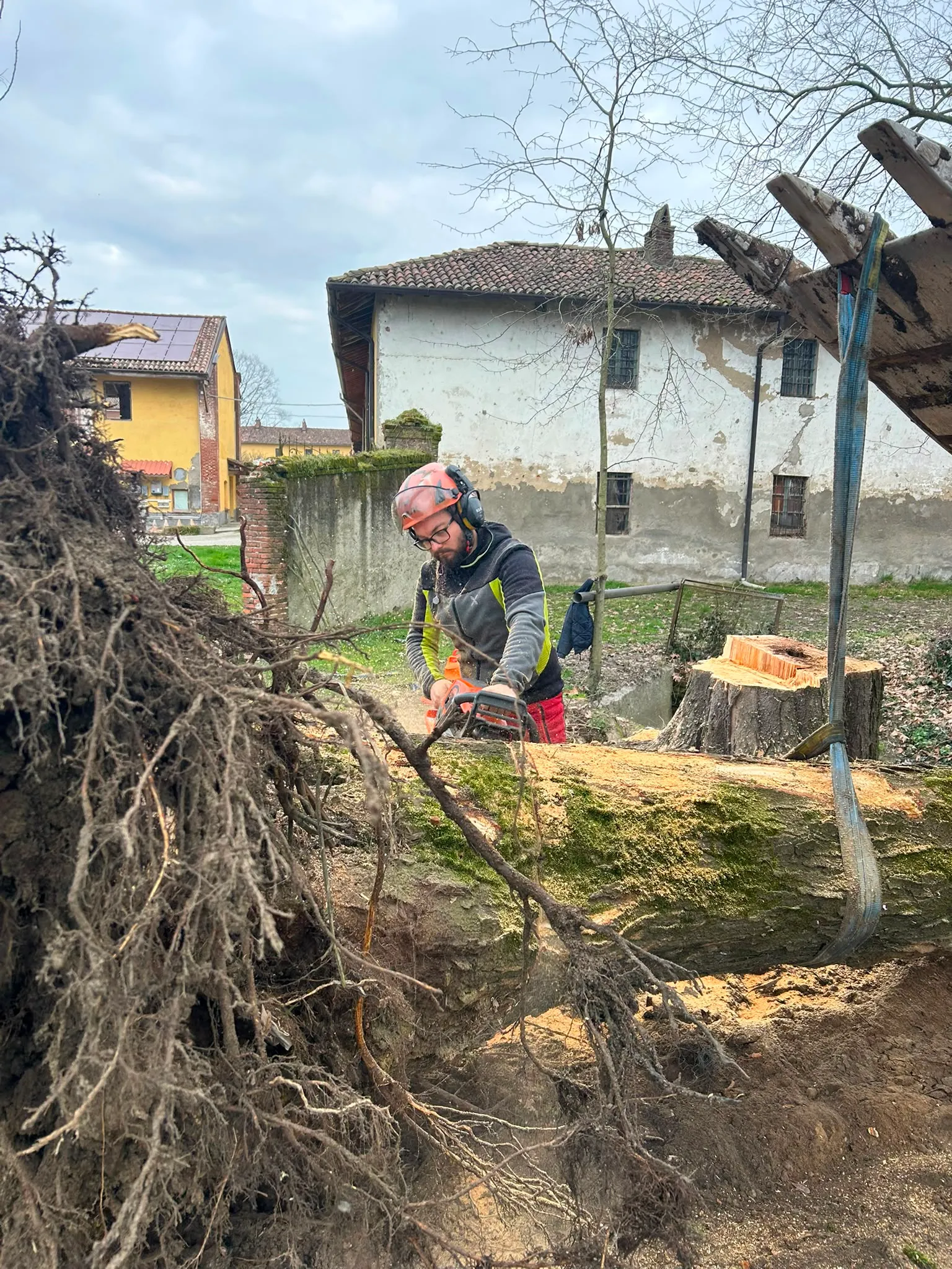 Taglio di radici e ceppaia in giardino dopo l'abbattimento